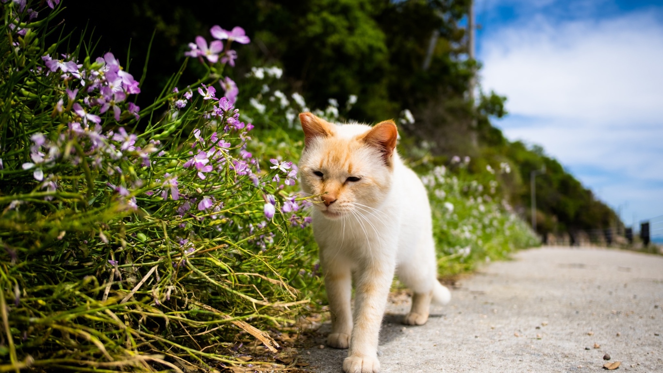Рыжий кот рядом с цветами у дороги 