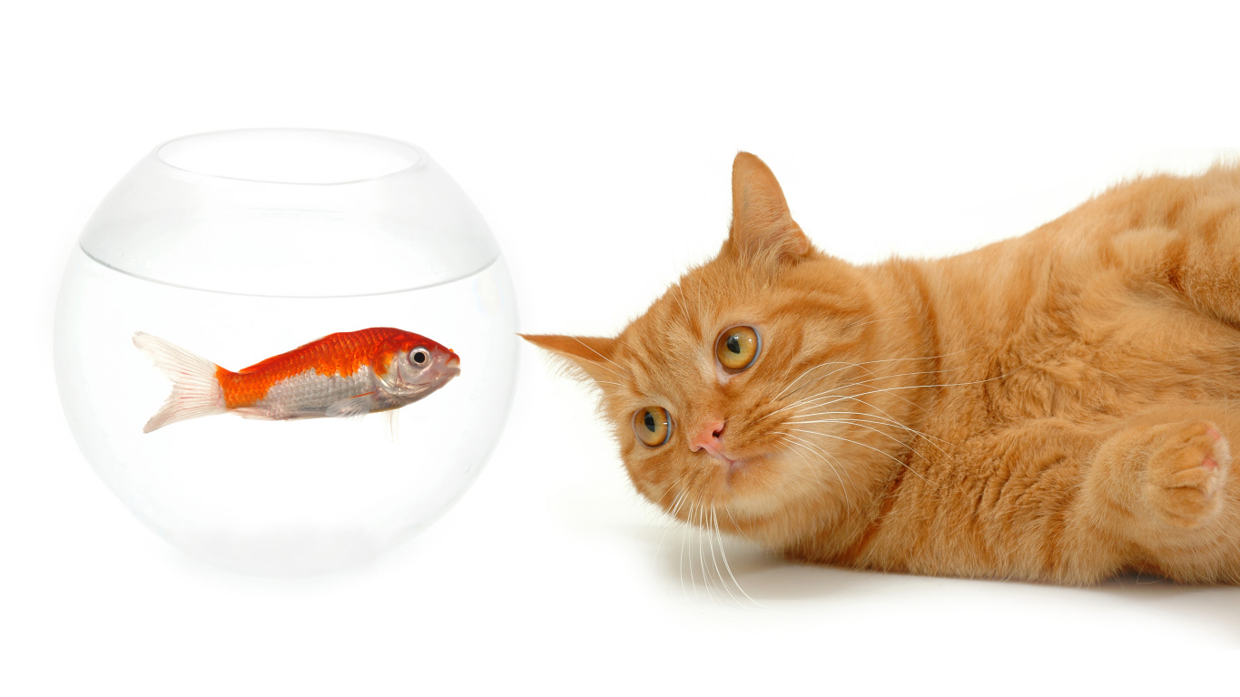 Рыжий кот с золотой рыбкой на белом фоне