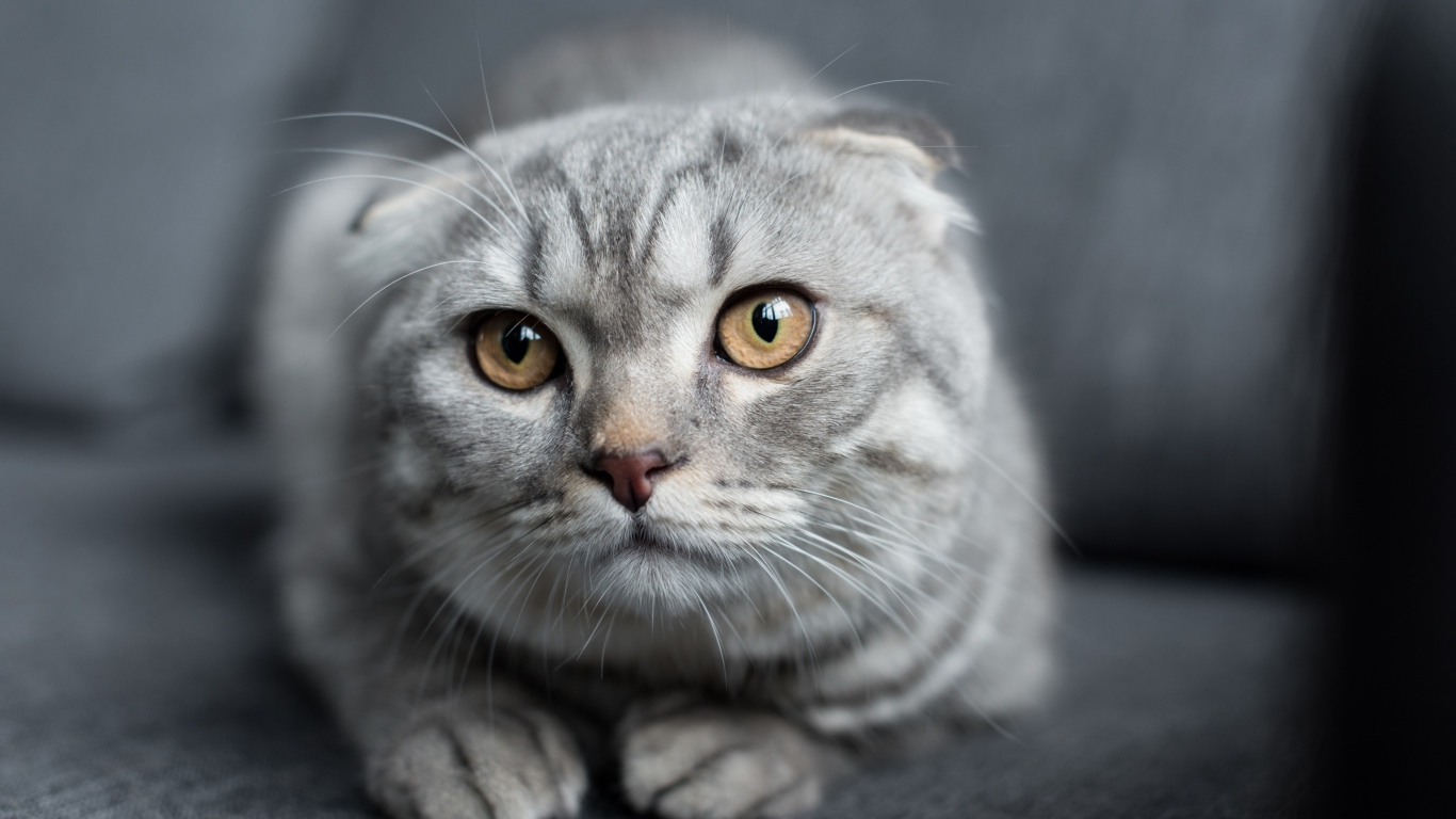 Шотландская вислоухая кошка лежит на диване