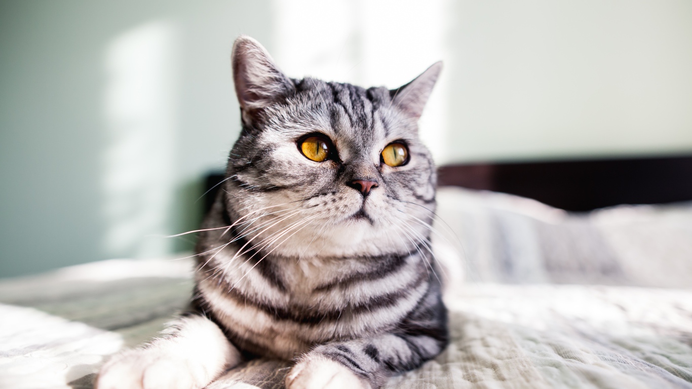 Шотландский кот лежит на кровати