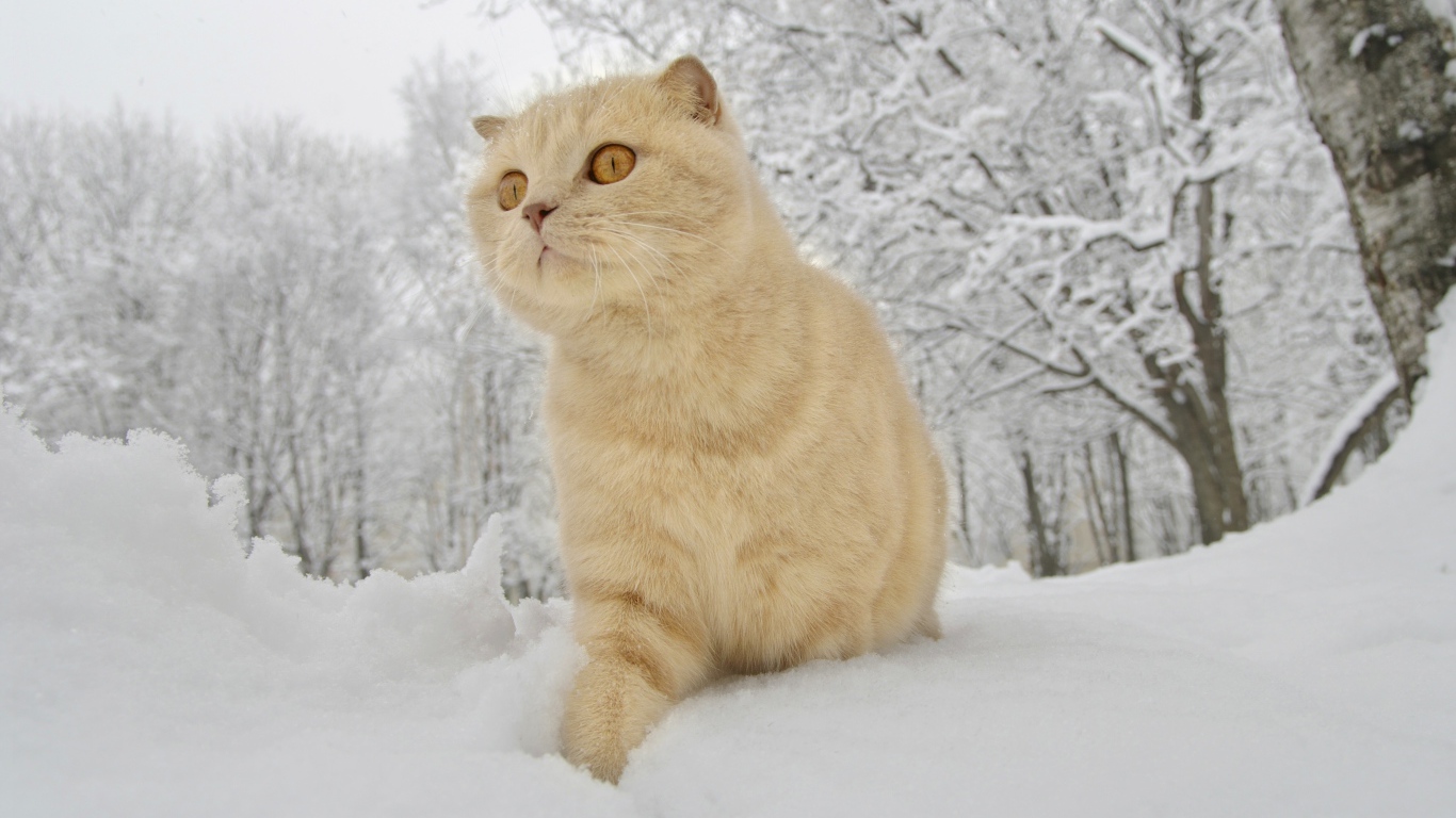 Шотландский вислоухий кот идет по белому снегу