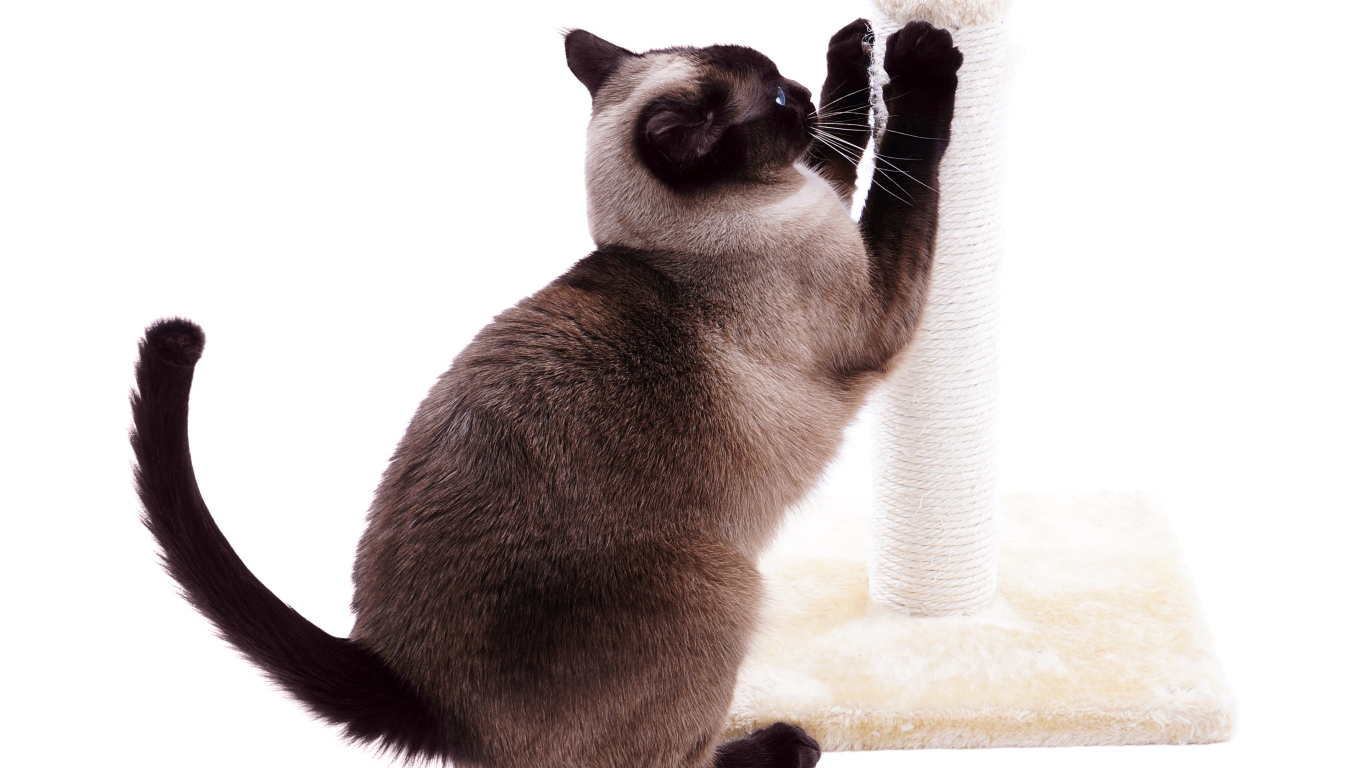 Сиамский кот точит когти на белом фоне