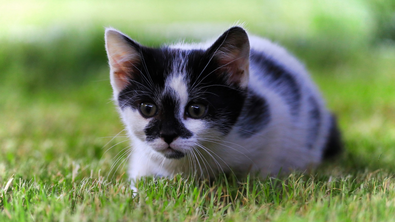 Маленький черно-белый котенок в зеленой траве