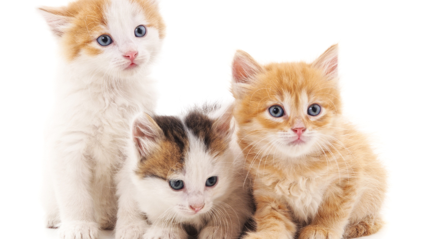 Три маленький красивых котенка на белом фоне
