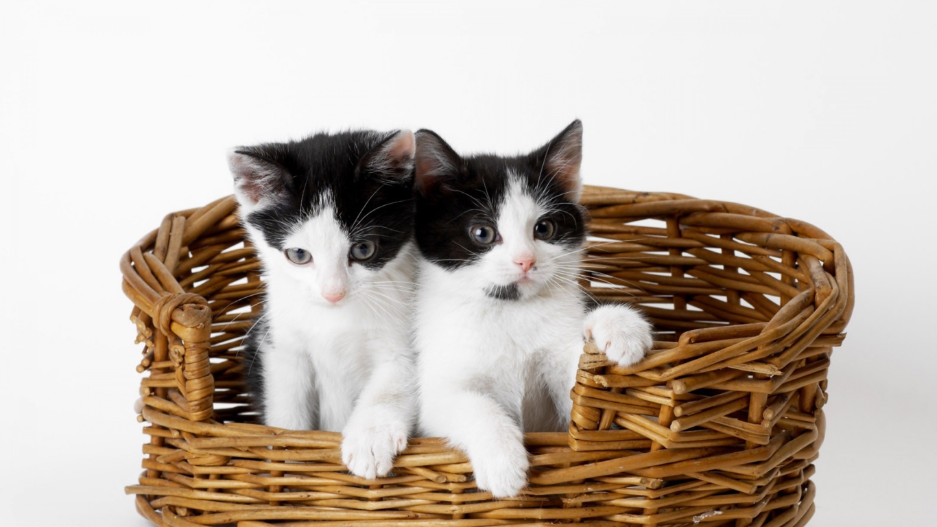 Два милых черно белых котенка в плетеной корзине на сером фоне