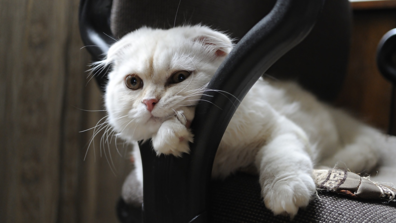 Белая шотландская вислоухая кошка лежит в кресле