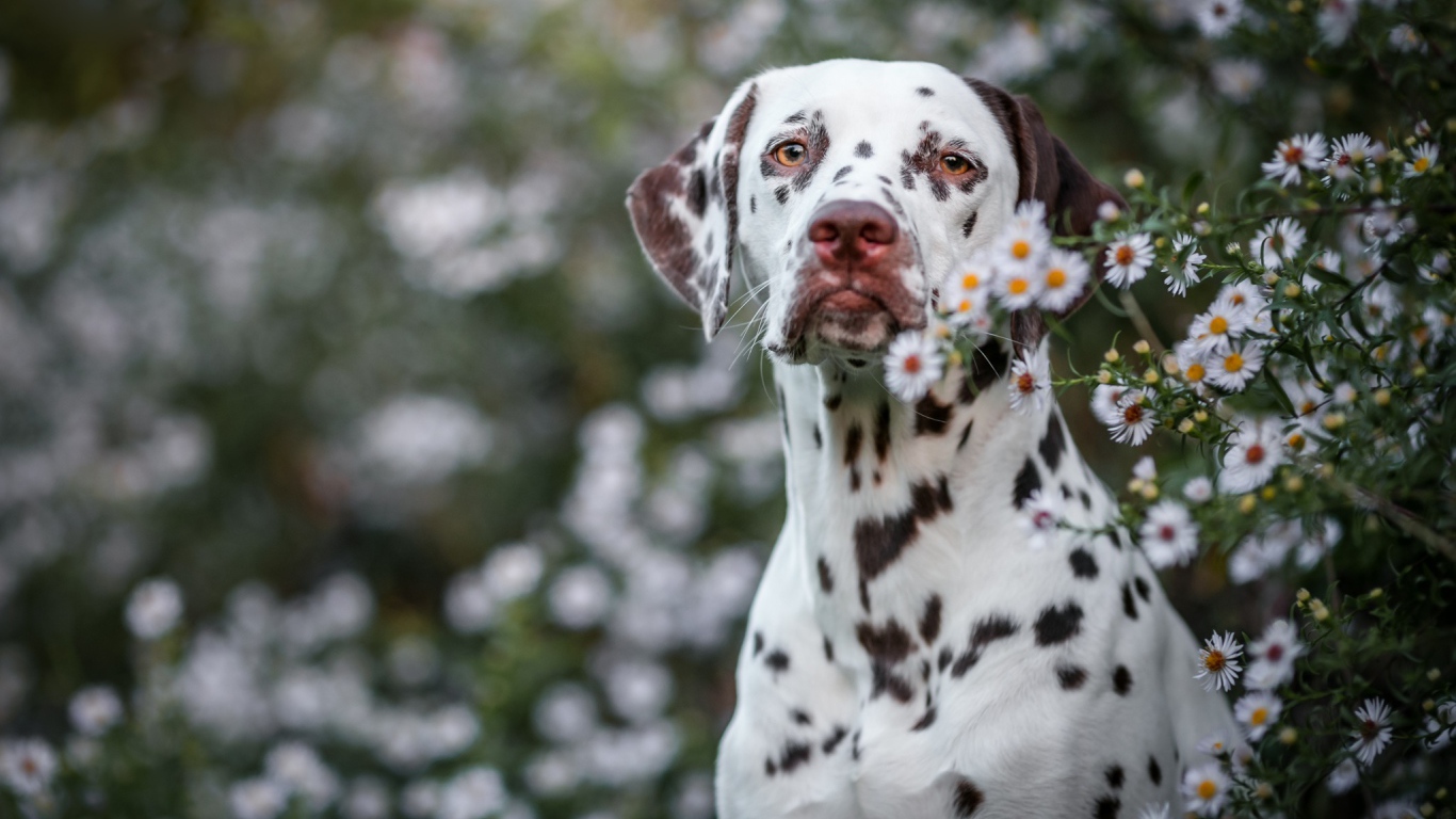 Большой пес породы далматин сидит у белых цветов