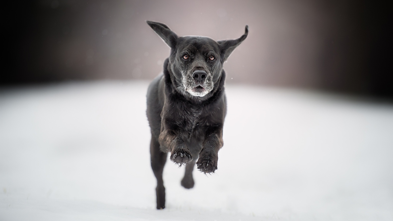 Черная собака бежит по белому снегу