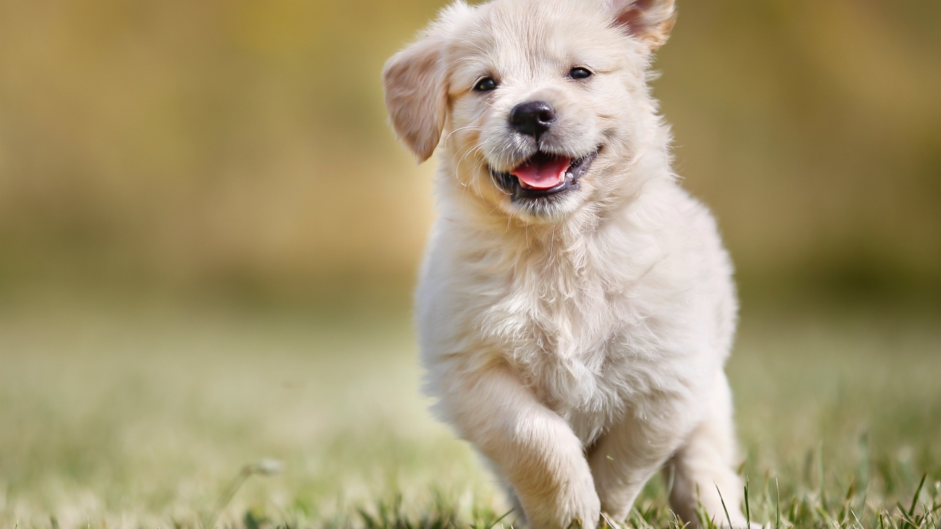 Довольный щенок золотистого ретривера бежит по зеленой траве