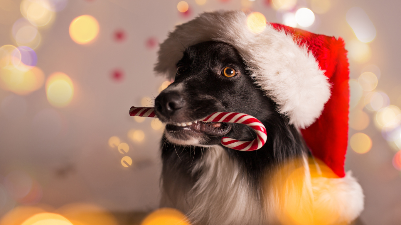 Собака в красном колпаке Санта Клауса с конфетой в зубах на Новый год 