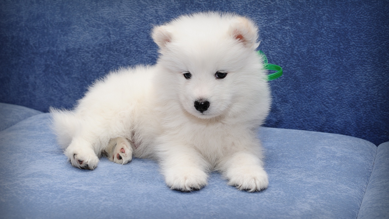 Маленький забавный щенок самоедской собаки