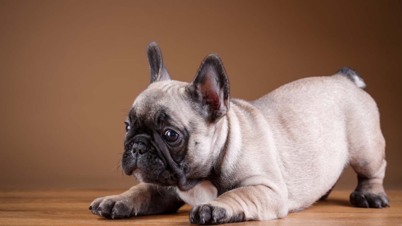 Маленький забавный щенок французского бульдога