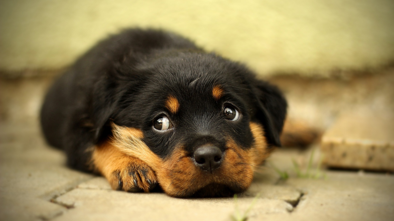 Маленький грустный щенок ротвейлера