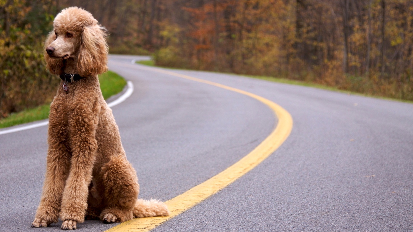 Пудель сидит на дороге