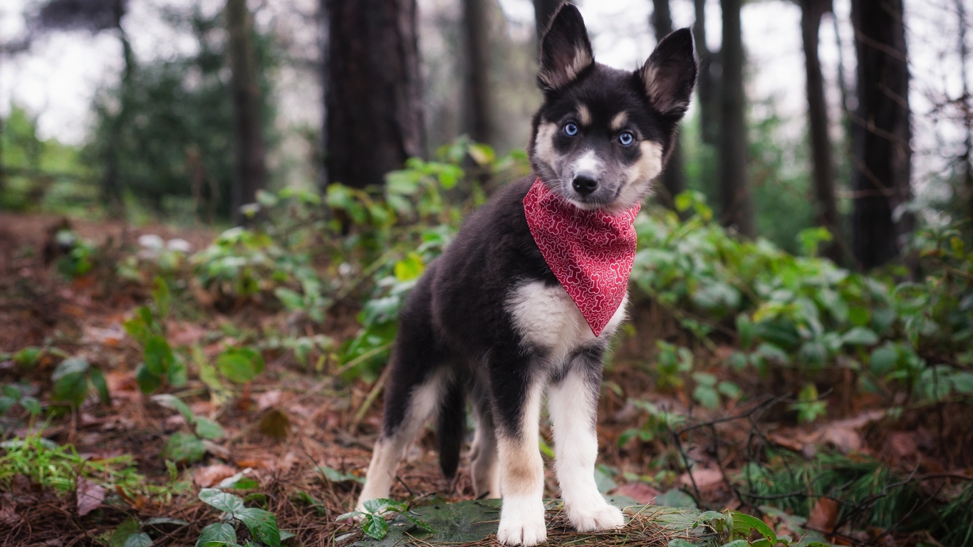 Маленький голубоглазый щенок с платком на шее в лесу 