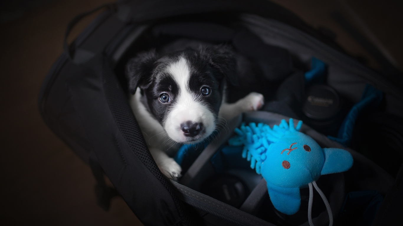 Маленький щенок сидит в сумке 