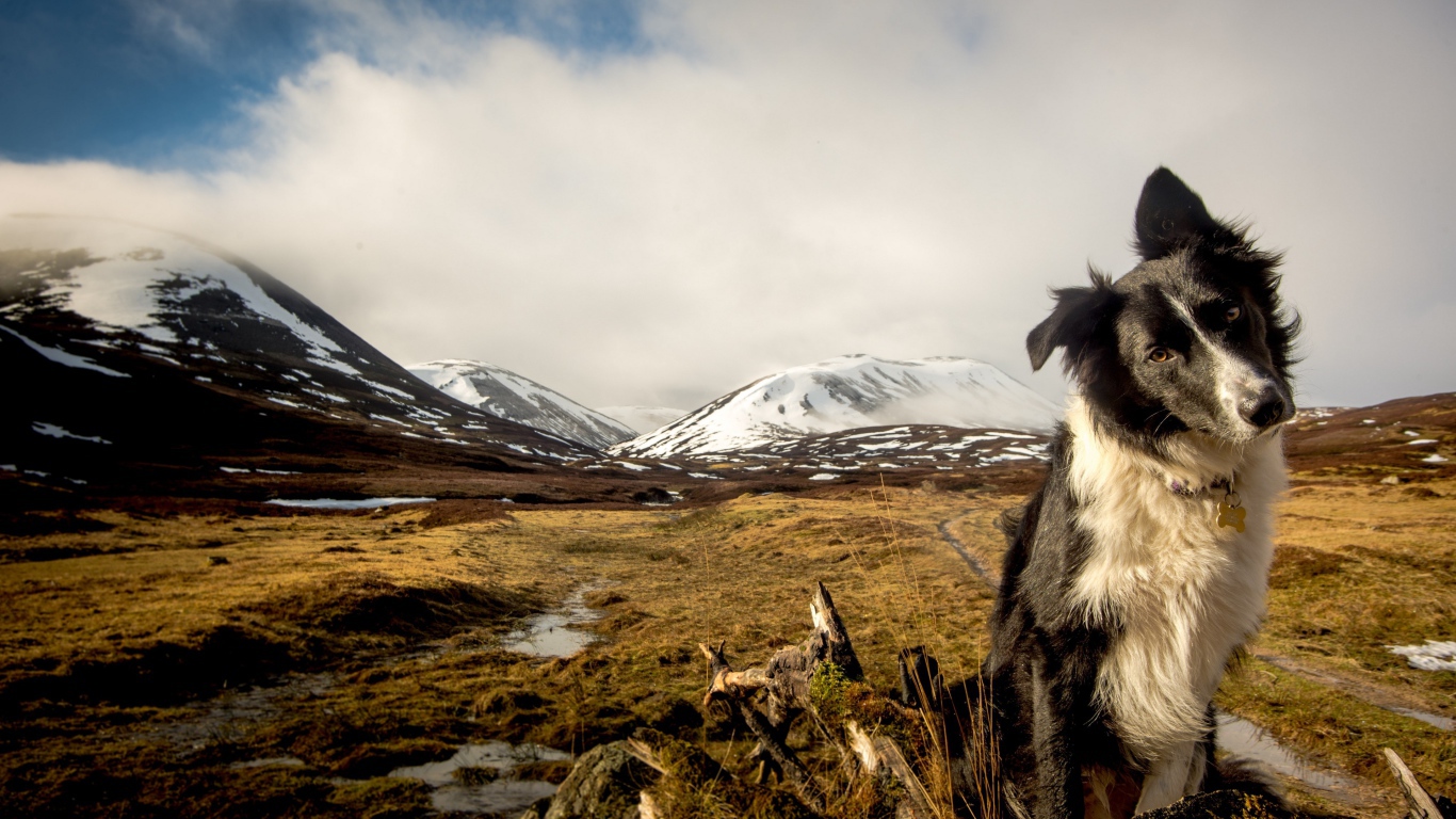 Australian Shepherd on a background of snow-capped mountains