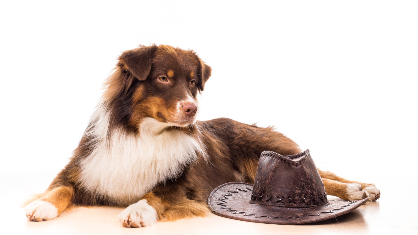 Австралийская Овчарка с ковбойской шляпой на белом фоне