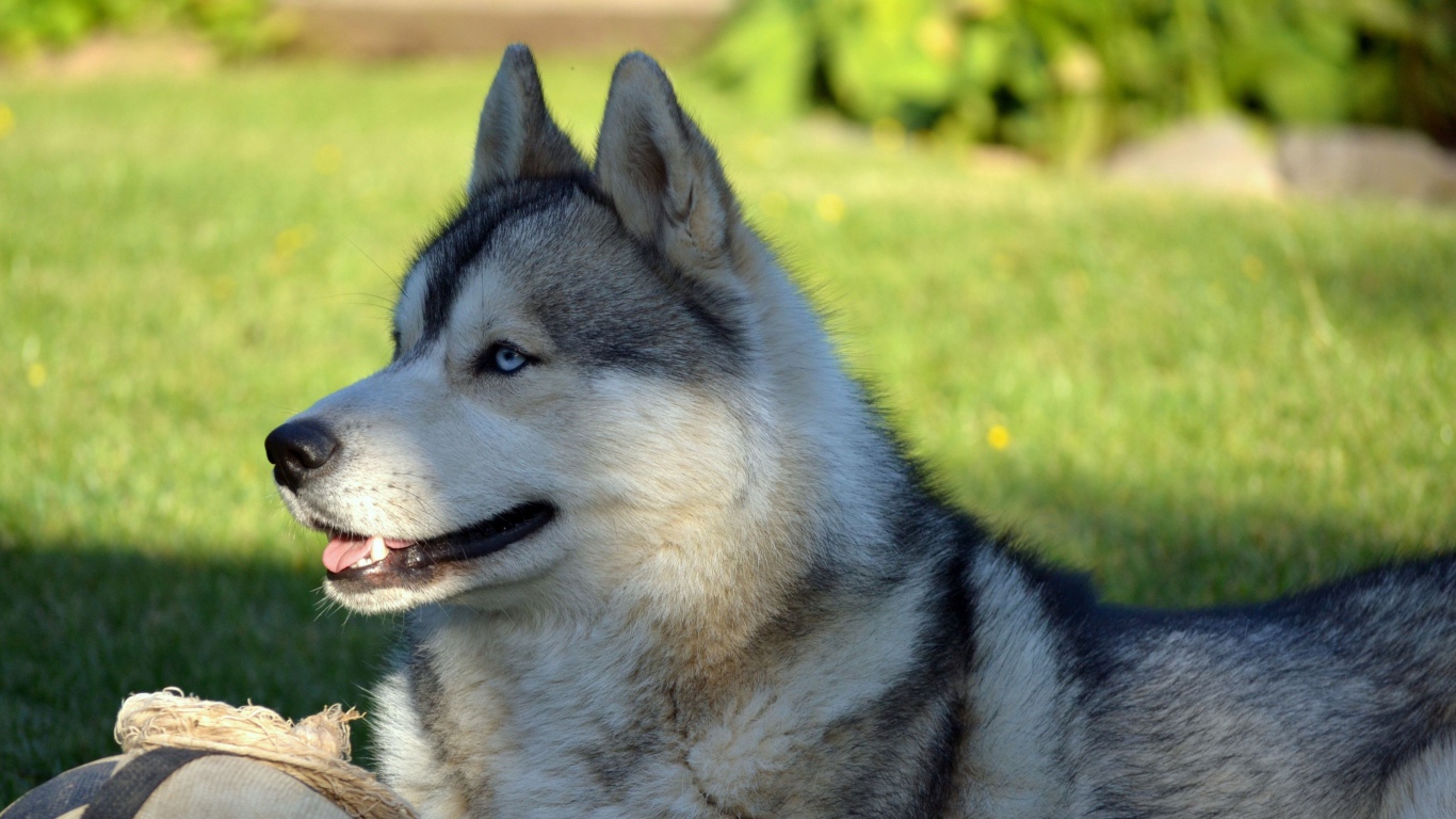 Красивый голубоглазый хаски лежит на зеленой траве