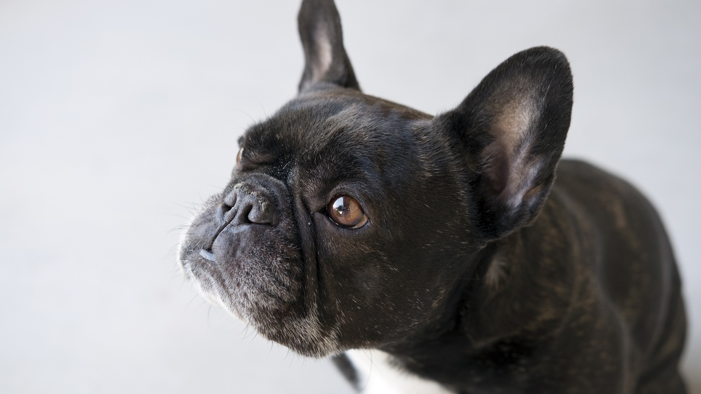 Черный французский бульдог на сером фоне