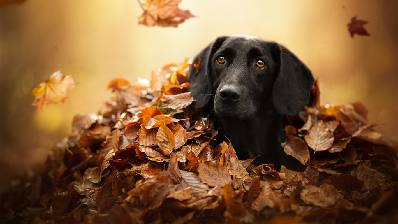 Черный лабрадор сидит в сухой опавшей листве