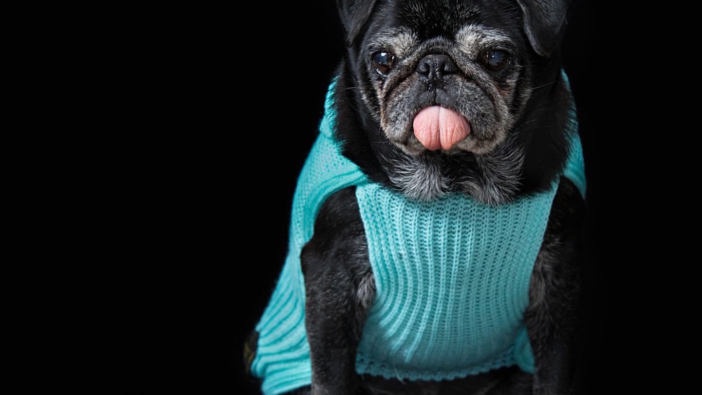 Черный мопс в свитере с высунутым языком