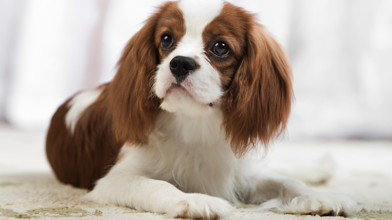 Кавалер кинг чарльз спаниель лежит на песке