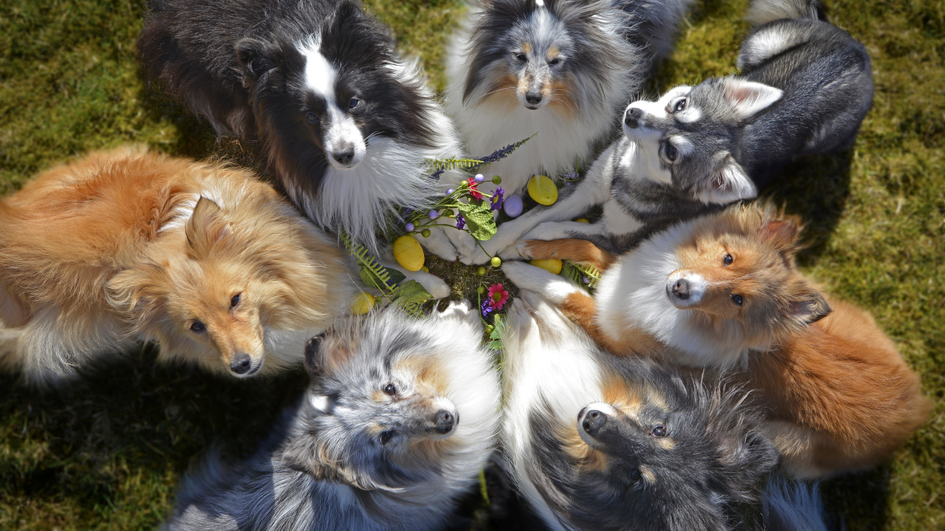 Собаки породы колли смотрят вверх