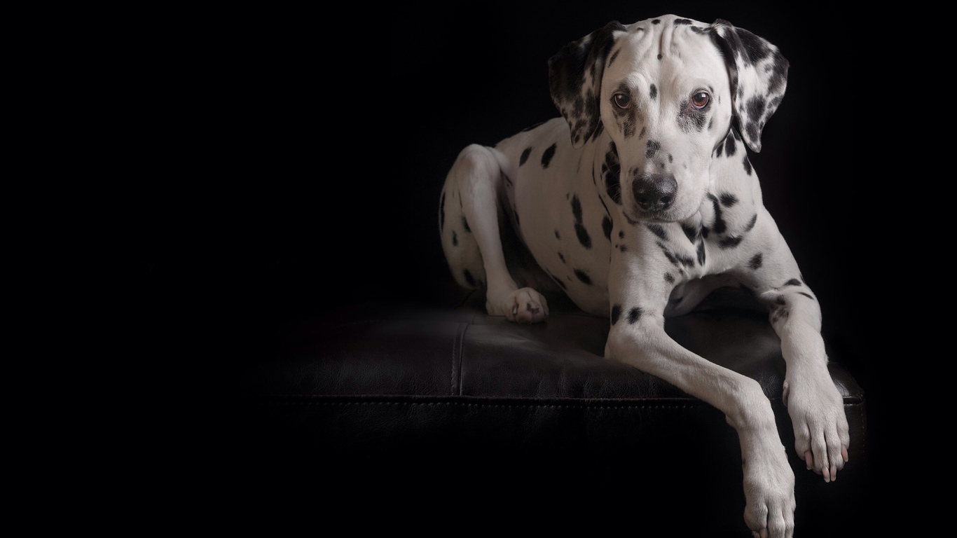 Далматинец лежит на кожаном диване на черном фоне