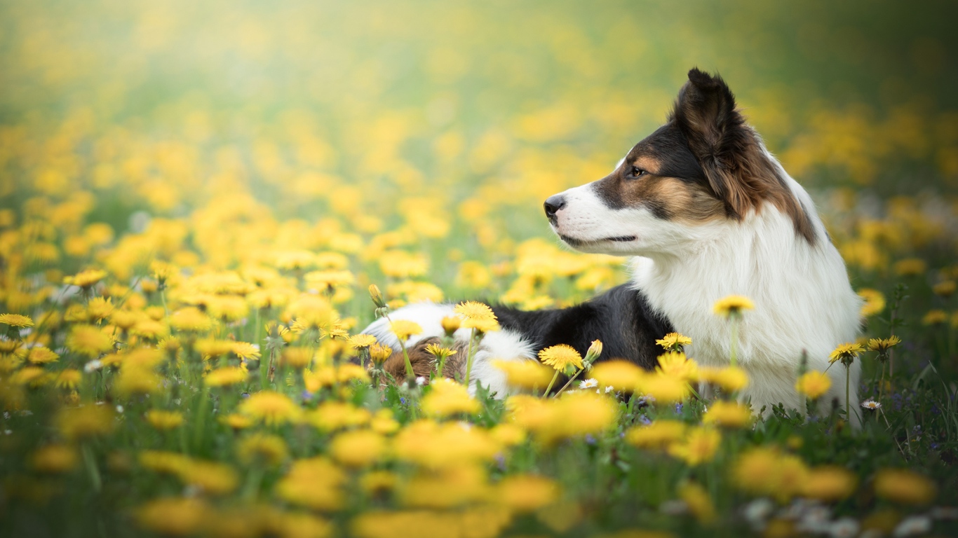 Собака породы бордер колли лежит в желтых одуванчиках 
