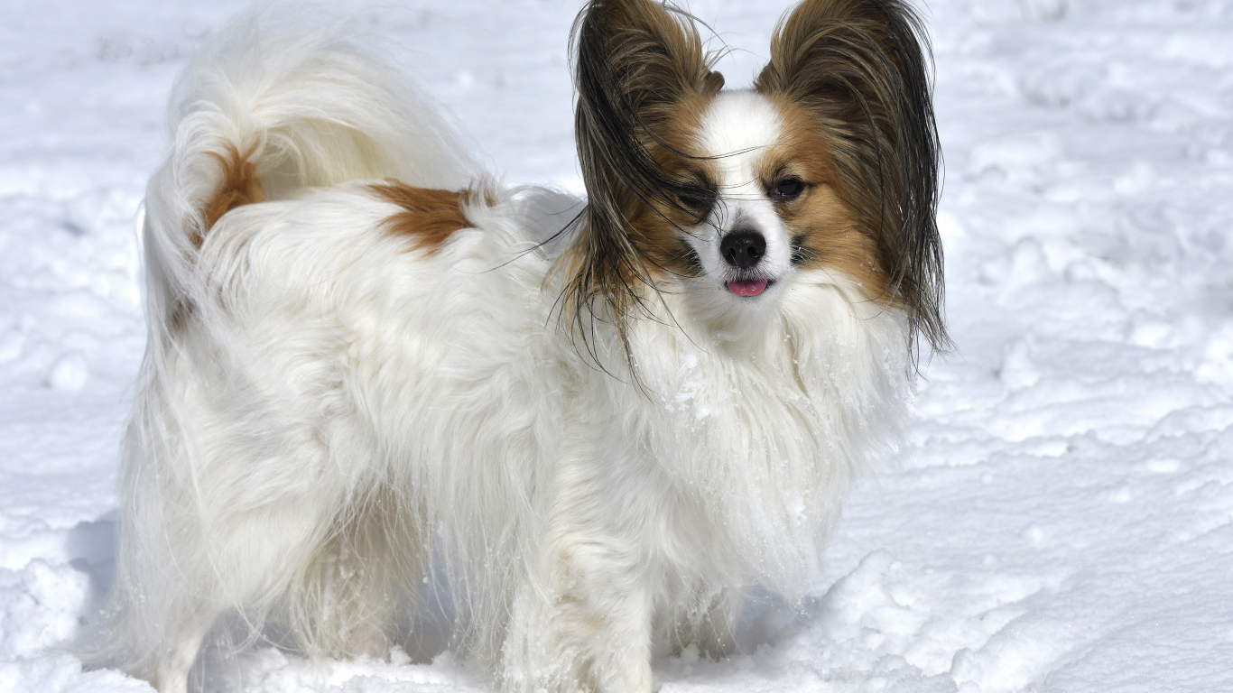 Пес породы Кинг-чарльз-спаниель стоит на снегу