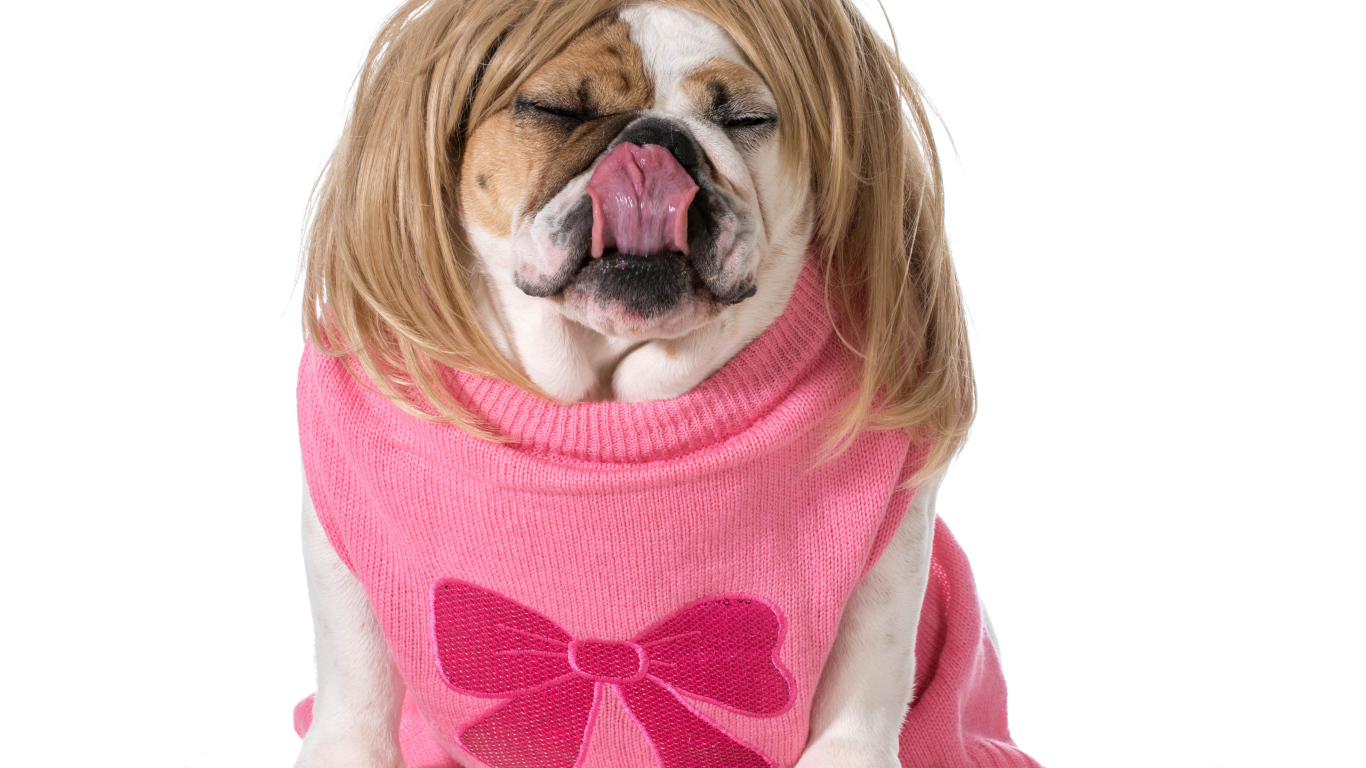 Английский бульдог в парике на белом фоне