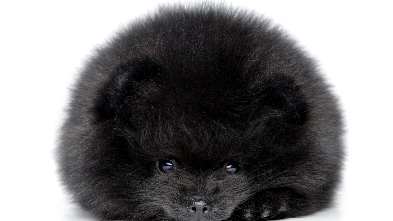 Пушистый черный померанский шпиц на белом фоне