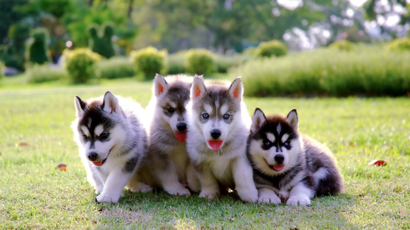 Four little cute husky puppies on the grass