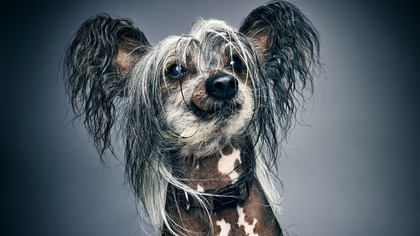 Забавная Китайская хохлатая на сером фоне