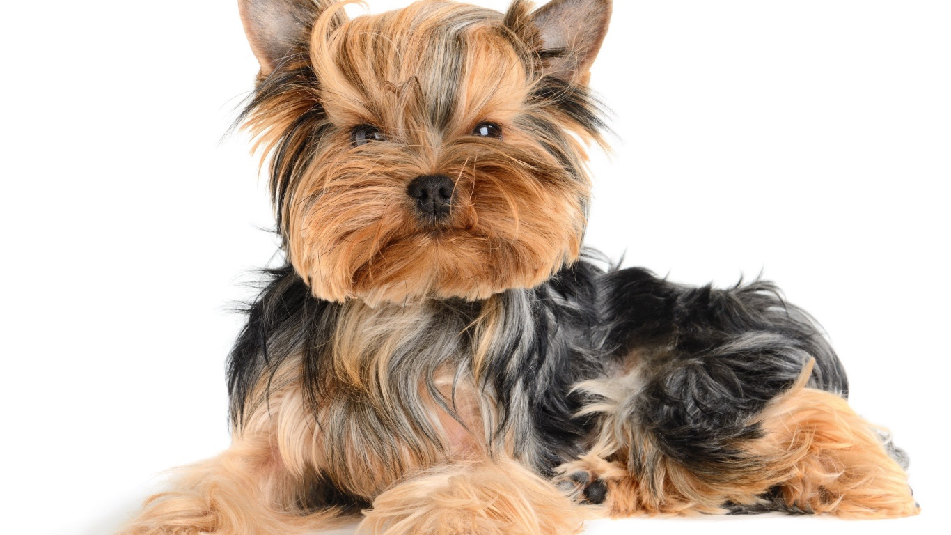 Смешной йоркширский терьер на белом фоне