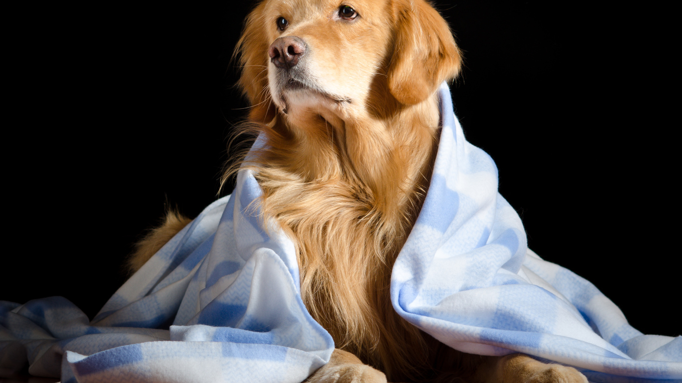 Золотистый ретривер лежит под пледом на черном фоне