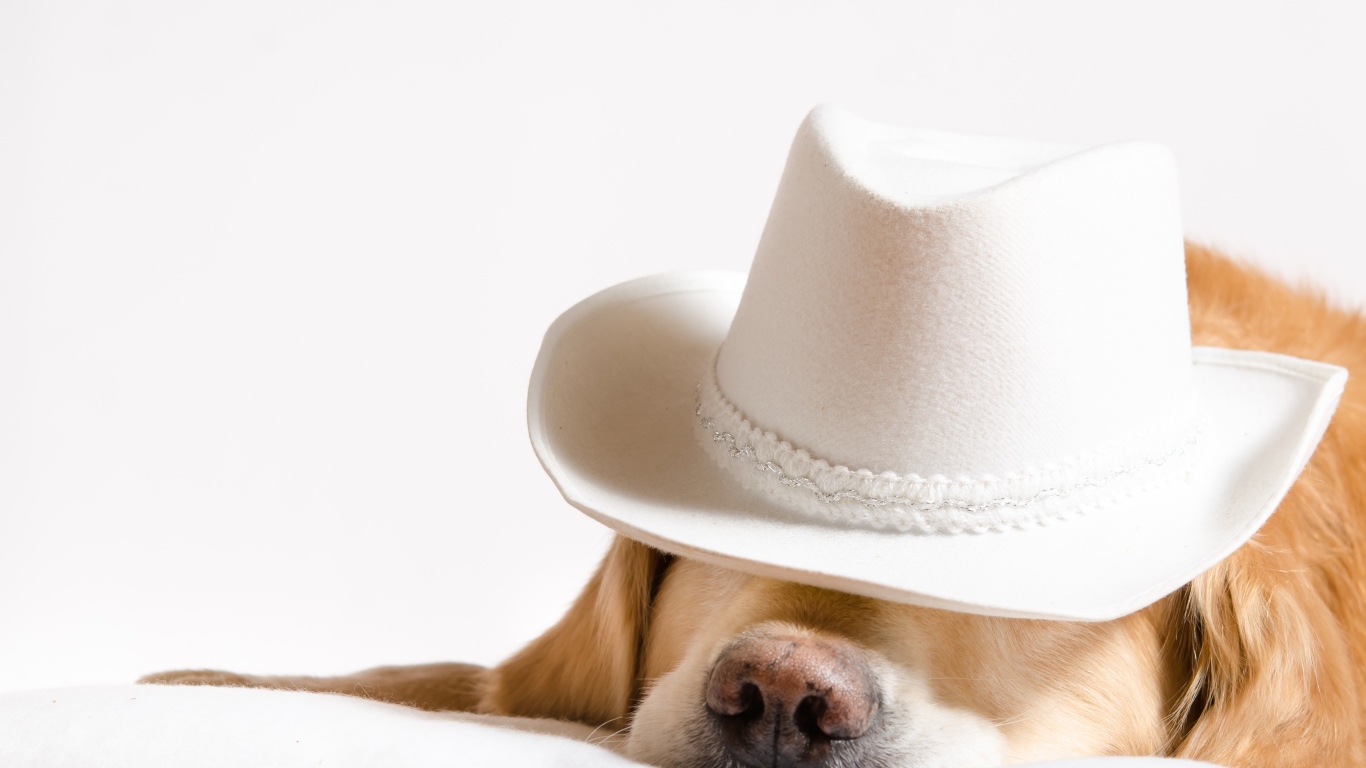 Золотистый ретривер спит в белой шляпе 