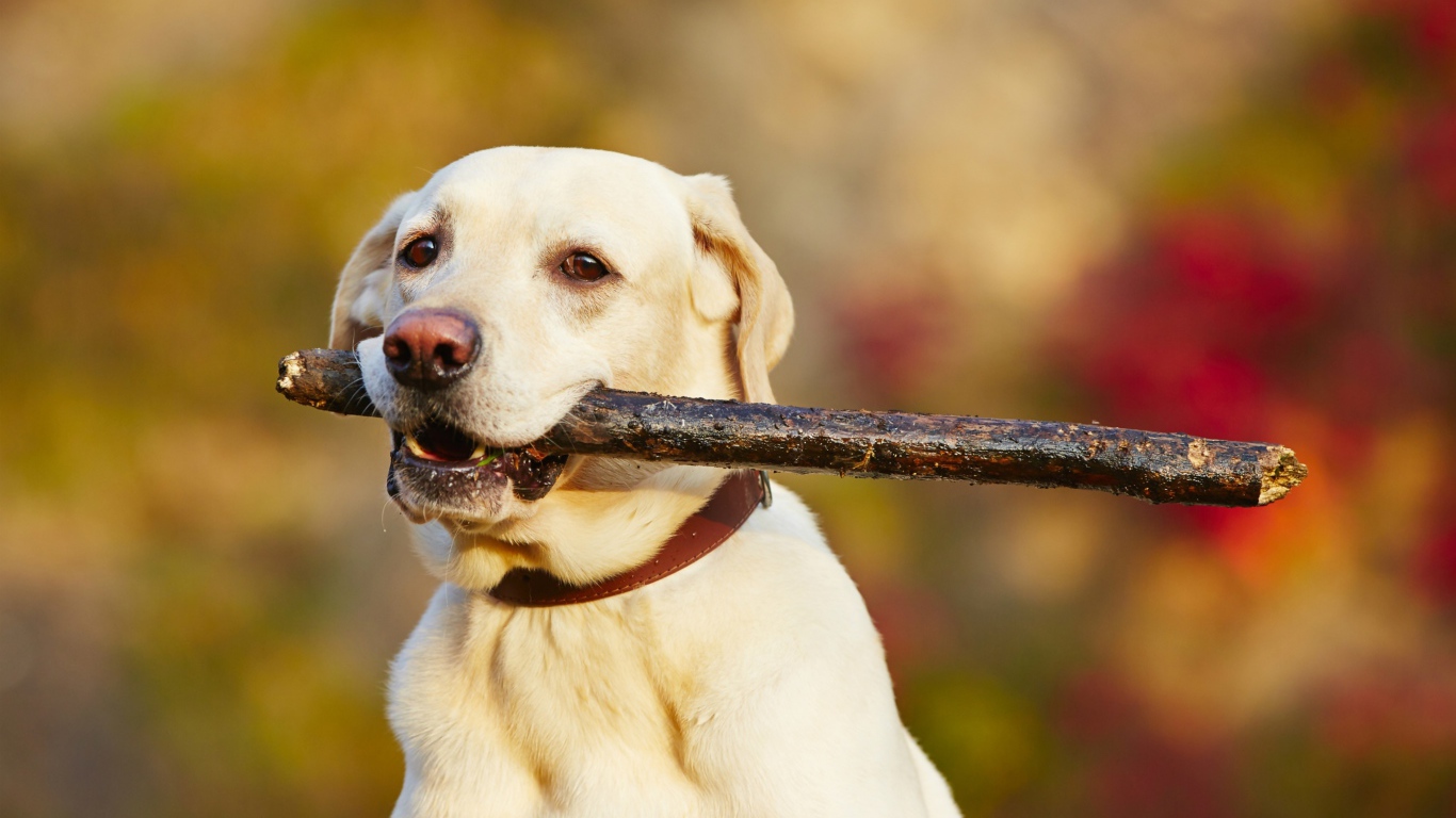 Золотистый ретривер с палкой в зубах