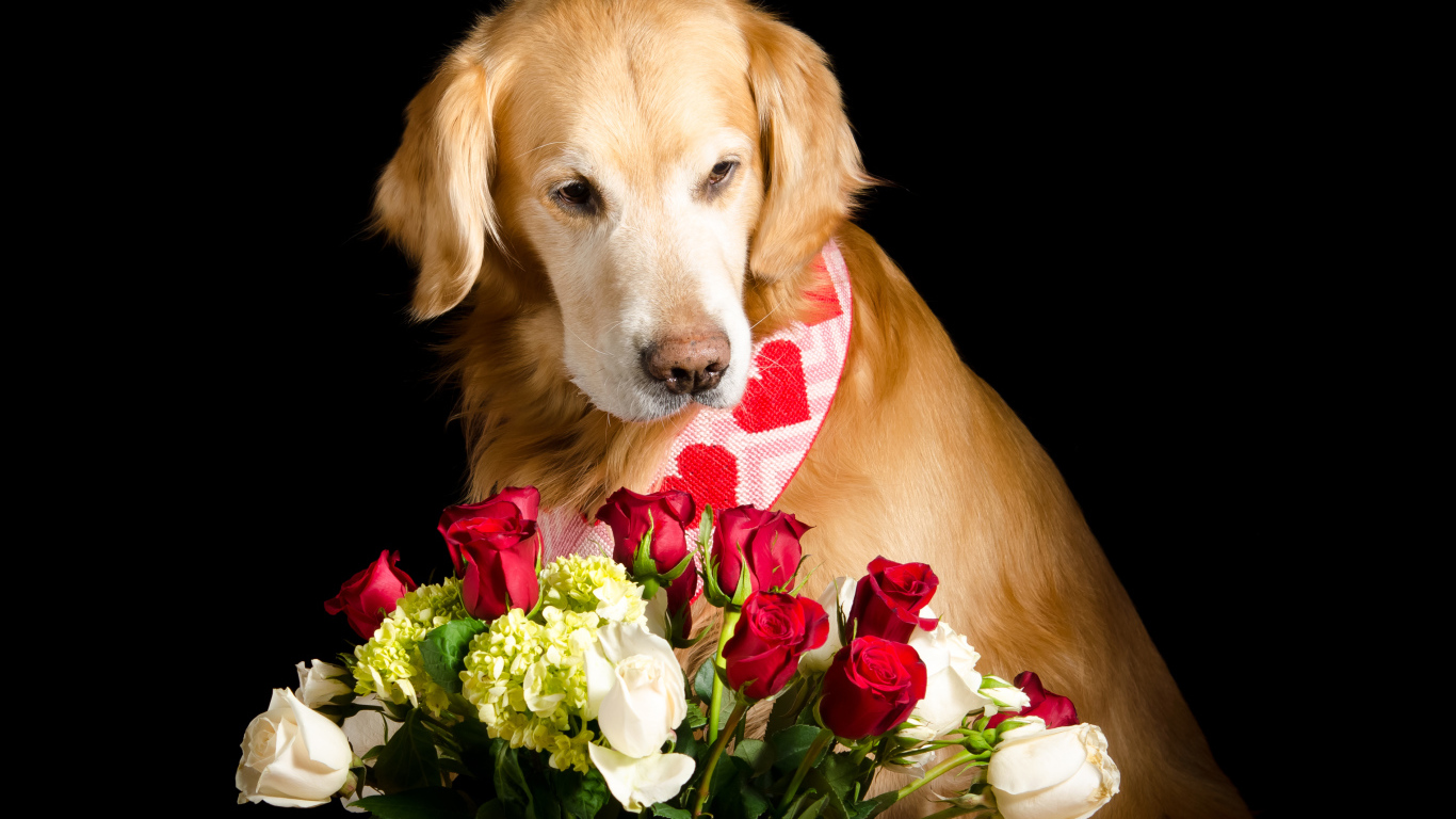 Золотистый ретривер с букетом роз на черном фоне