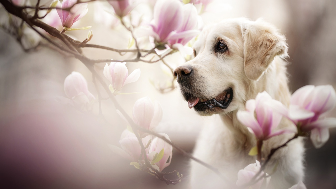 Золотистый ретривер с высунутым языком в розовых цветах