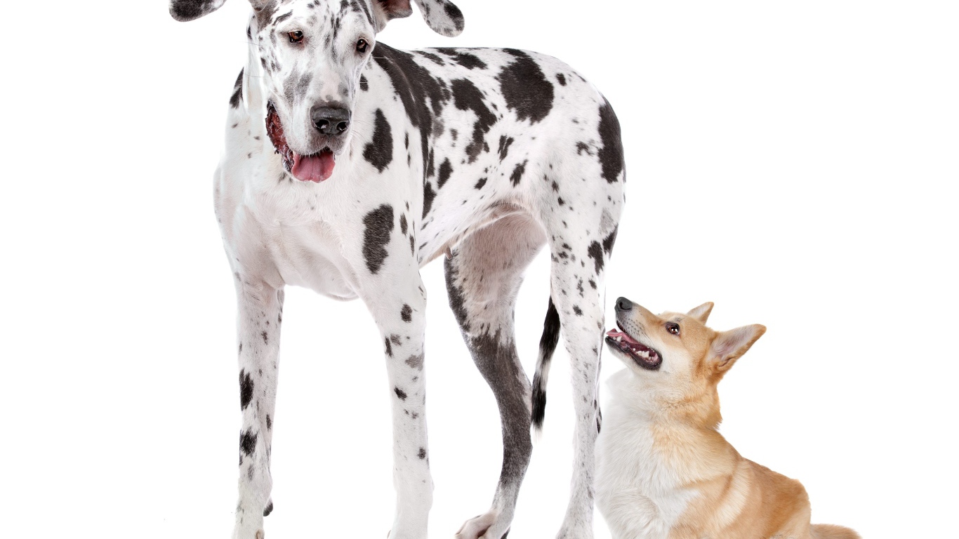 Немецкий дог и вельш корги на белом фоне