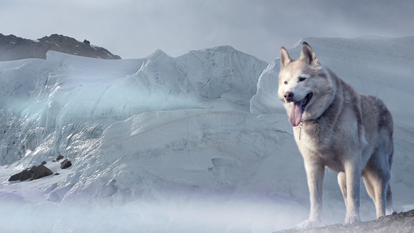 Хаски с высунутым языком стоит на фоне большой льдины