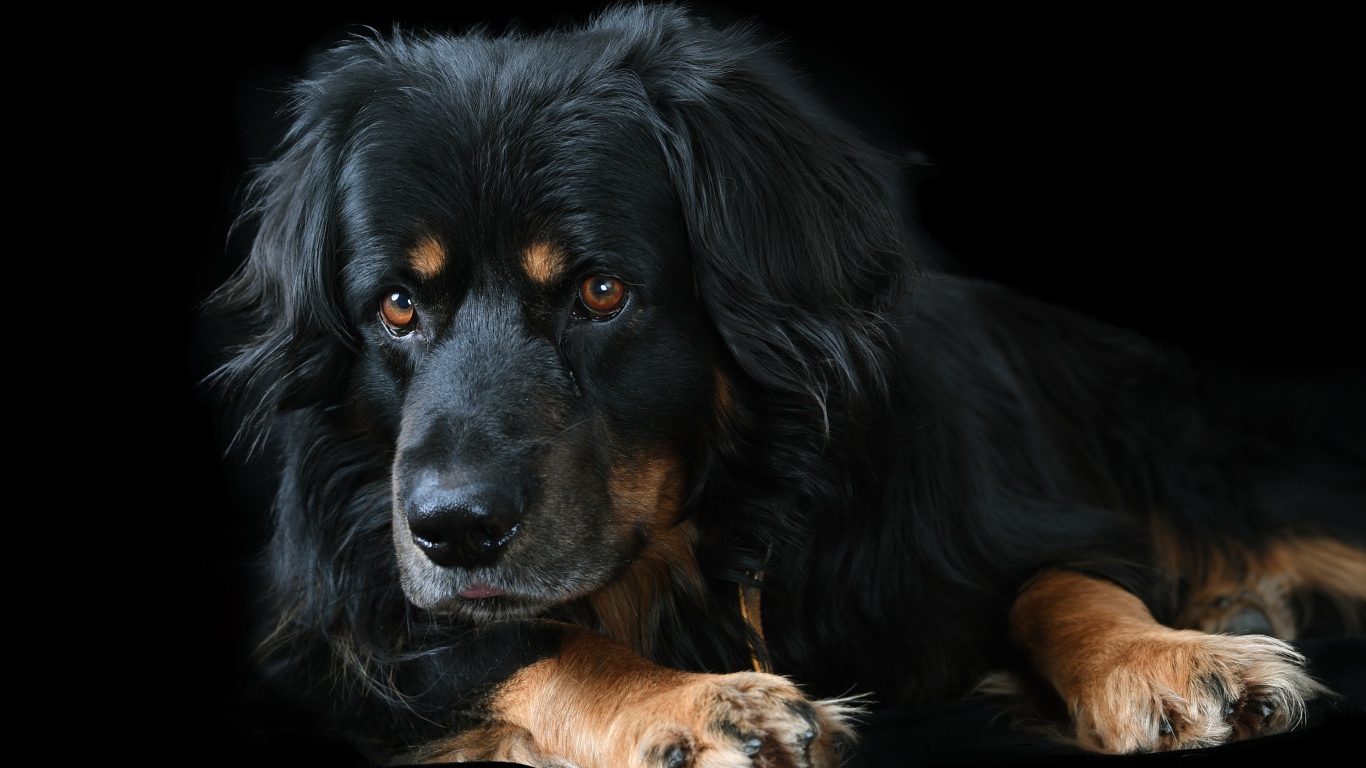 Большая породистая собака на черном фоне