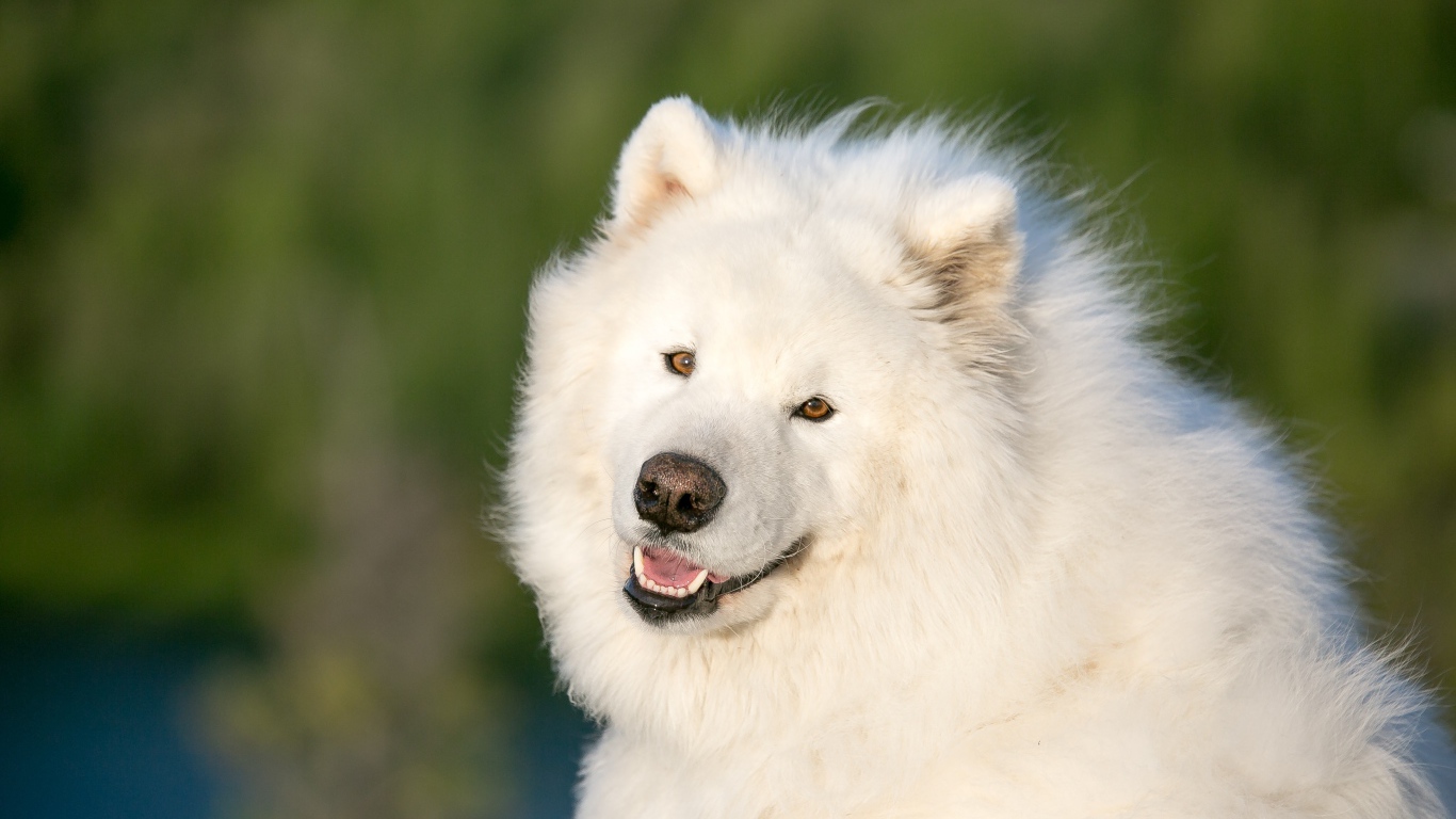 Большой белый пес породы самоед