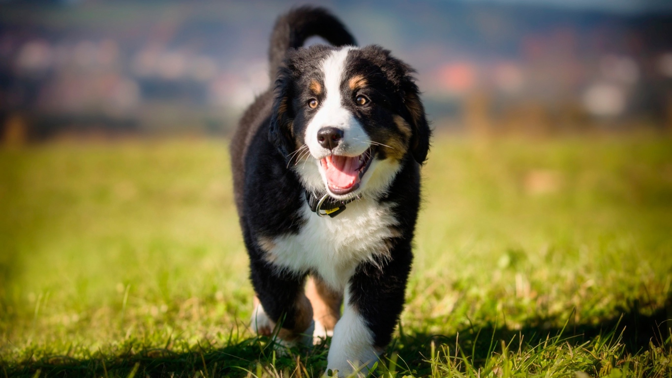 Маленький щенок австралийской овчарки на зеленой траве