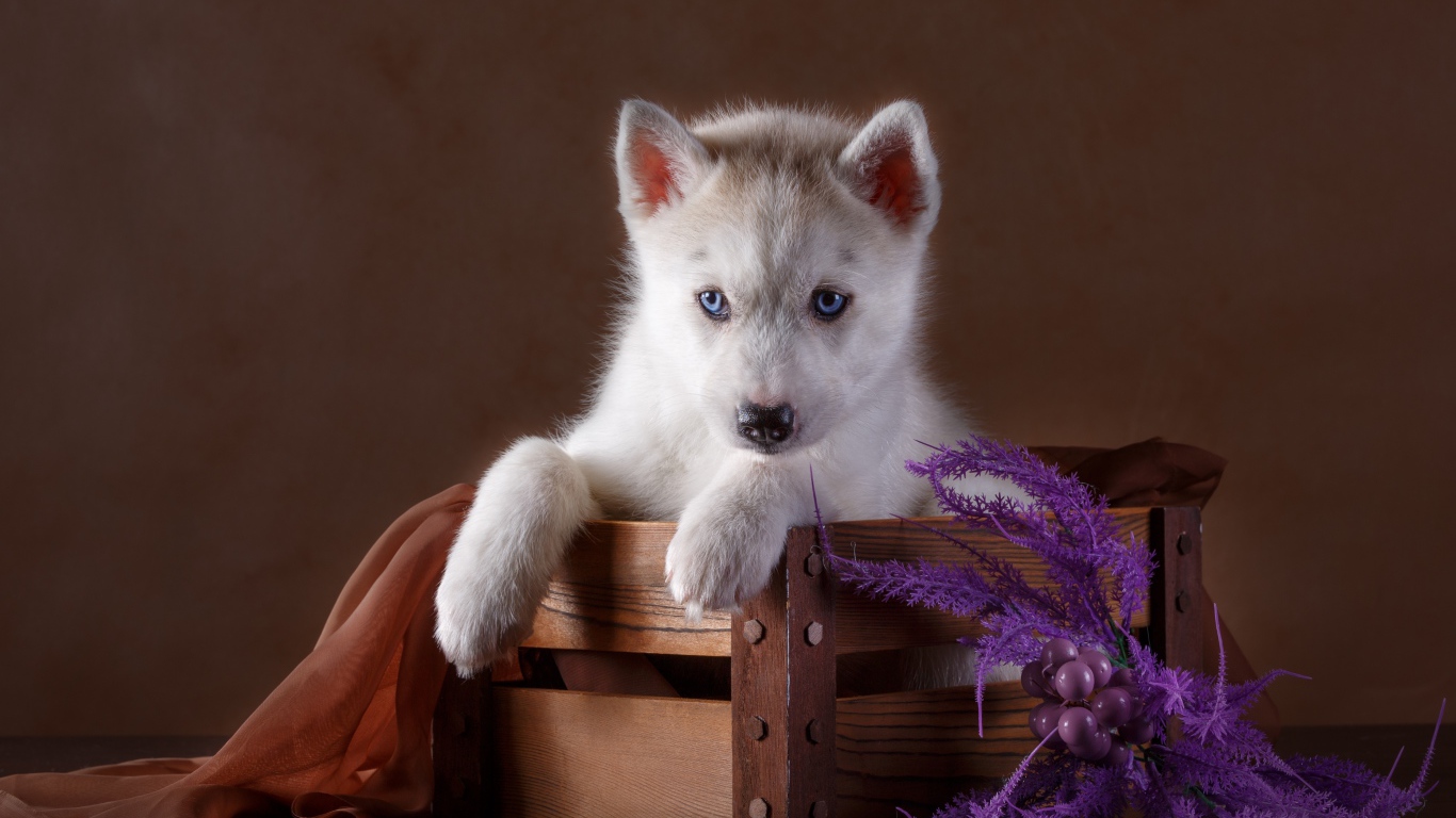 Маленький красивый щенок хаски в деревянном ящике