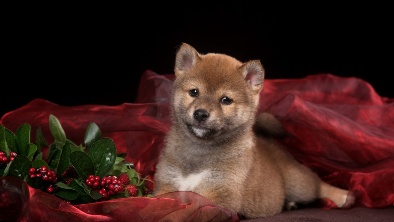 Маленький щенок Сиба-ину на красном покрывале