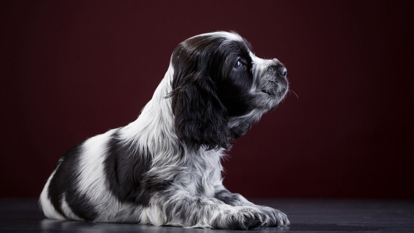 Маленький щенок английского спаниеля