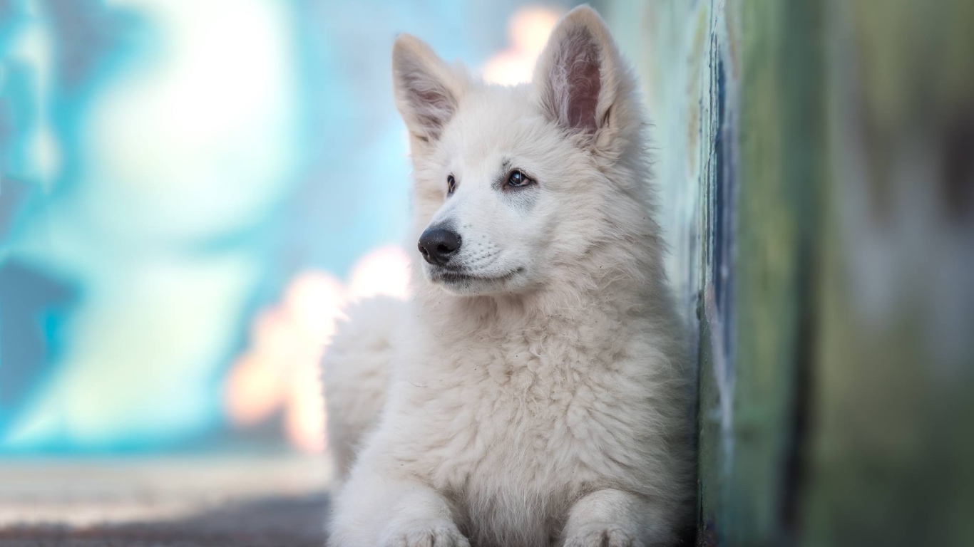 Маленькая белая овчарка с грустным взглядом